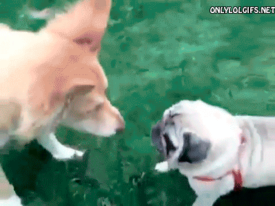 carlino gif correr