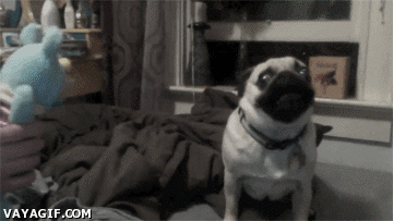 No me importa que tu perro no haga nada