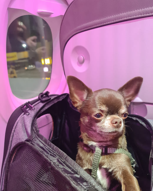Viajar en avión con perro en Iberia: pasos, trámites y consejos